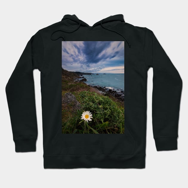Wild Daisy Blooming on the Cliffs of Northern California Hoodie by JeffreySchwartz